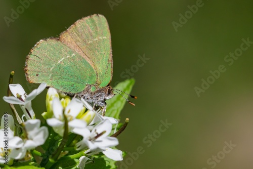 Chapman's green hairstreak (Callophrys avis), green butterfly drinking nectar from white flowers with green background.