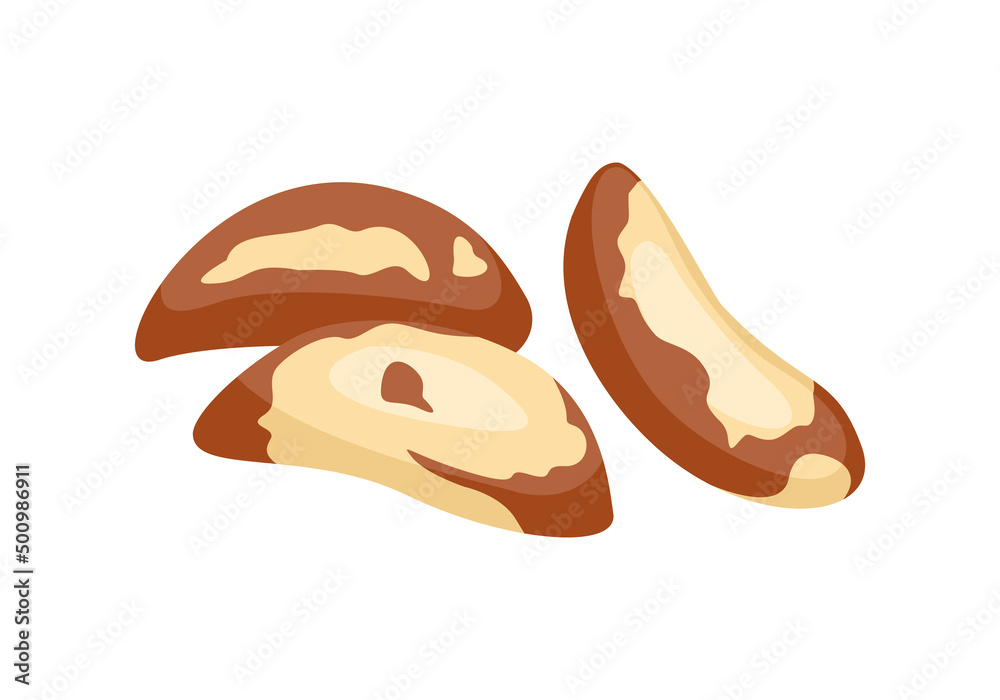 Obraz premium Brazil nut vector icon. Cartoon flat illustration of nuts. Organic food.