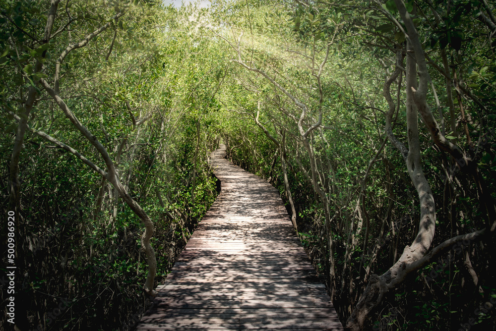 Wooden Bridge in mangrove forest at daytime Wooden Bridge in mangrove forest at daytime