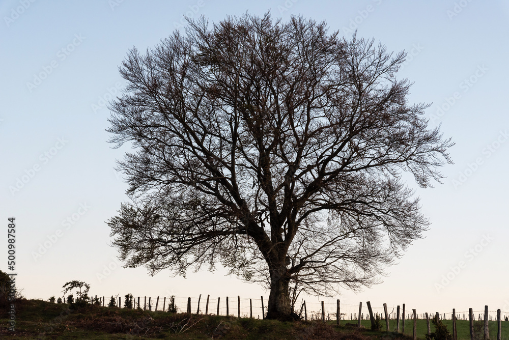 Majestic tree silhouette at sunset Majestic tree silhouette at sunset