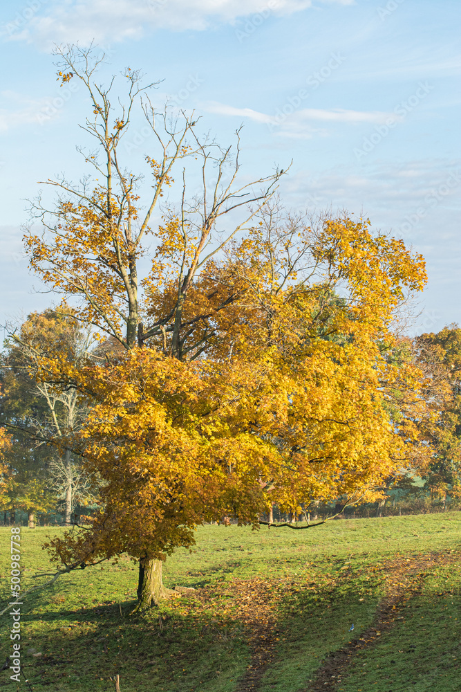 Yellow Tree in Autumn in a Pasture in Ohio's Amish Country