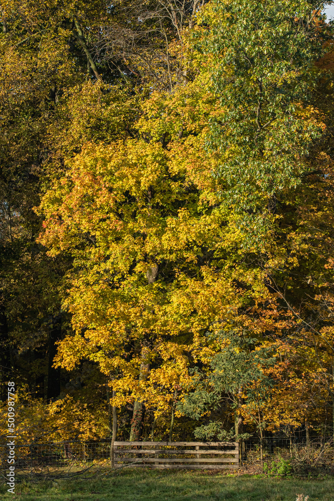 Bright Yellow Trees in Autumn