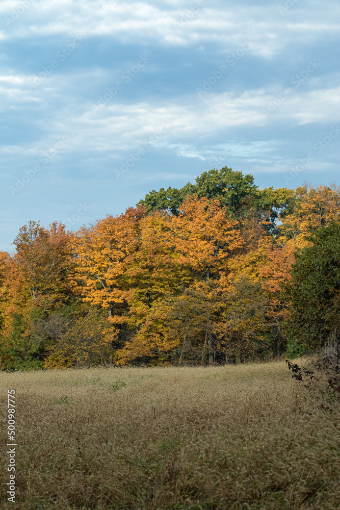 Colorful Autumn Trees with a Scrub Field in the Foreground, Cloudy Blue Sky in Background Colorful Autumn Trees with a Scrub Field in the Foreground, Cloudy Blue Sky in Background