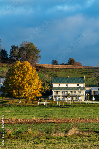 Little White Amish Home Beside a Bright Yellow Tree in Autumn | Amish Country, Ohio