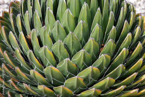 Fototapeta Single Queen Victoria Agave Victoriae-Reginae succulent plant in a desert garden