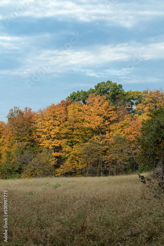 Colorful Autumn Trees with a Scrub Field in the Foreground, Cloudy Blue Sky in Background