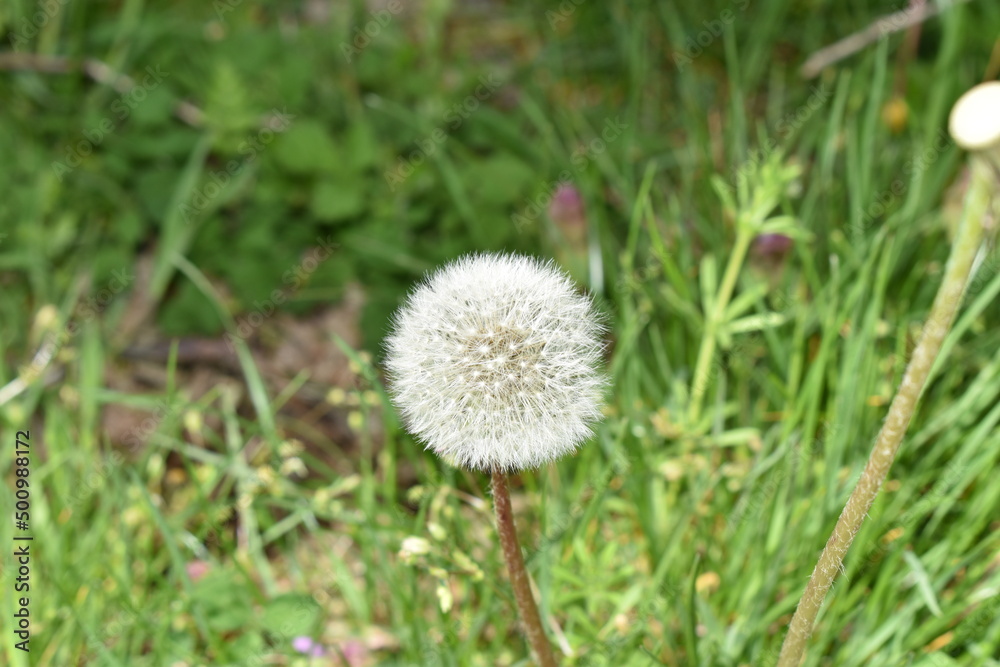 dandelion on grass dandelion on grass