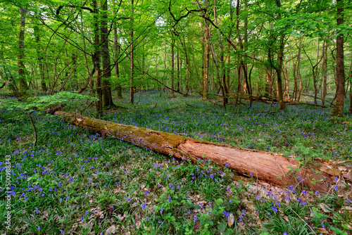 Bluebells  and dead trunck in Fontainebleau forest. Ile-De-France region.  photo