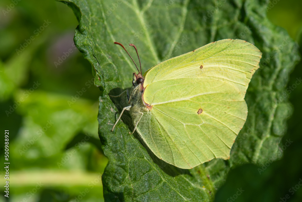 Fototapeta premium Orakkanat » Gonepteryx rhamni » Brimstone