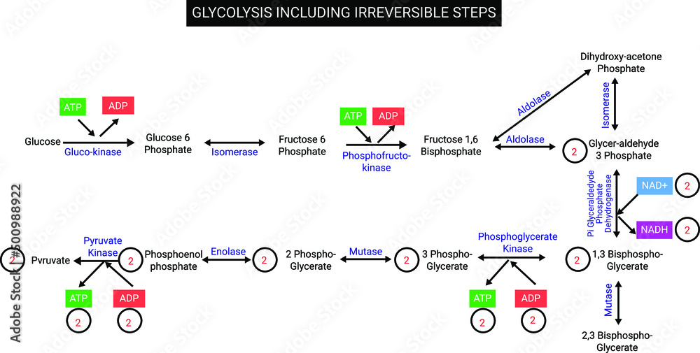 Glycolysis including irreversible steps Stock Vector | Adobe Stock