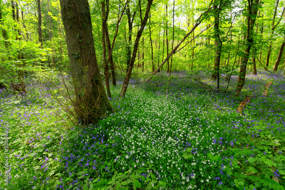Bluebells and underwood in Fontainebleau forest. Ile-De-France region. Bluebells and underwood in Fontainebleau forest. Ile-De-France region.
