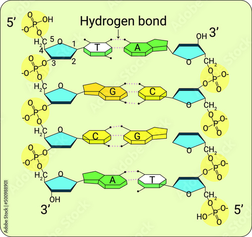 DNA Structure or dna bonds