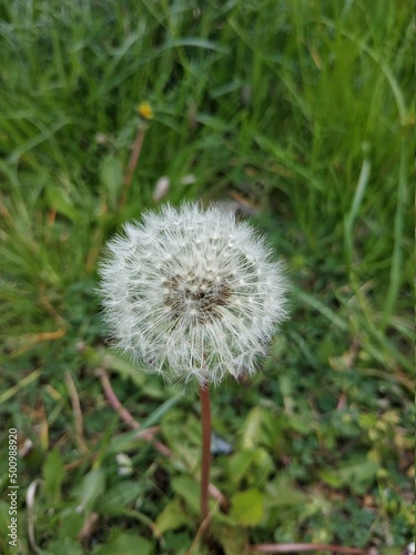 dandelion head