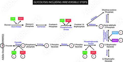 Glycolysis including irreversible steps