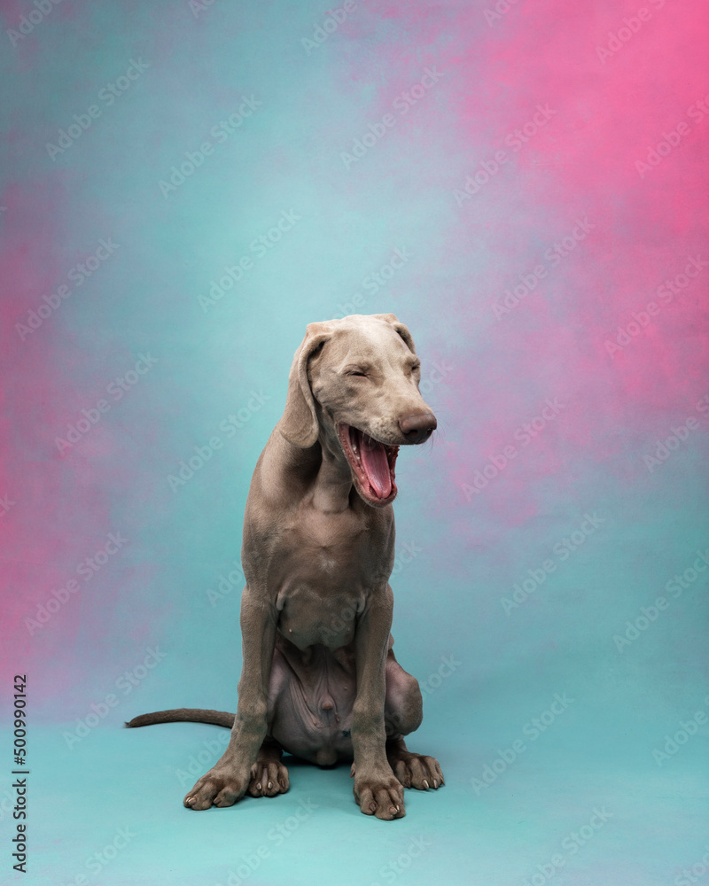 Weimaraner puppy on a colorful background Weimaraner puppy on a colorful background