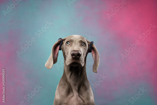 Weimaraner puppy on a colorful background
