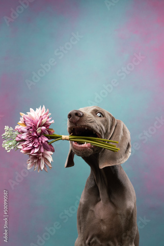 weimaraner puppy with flower