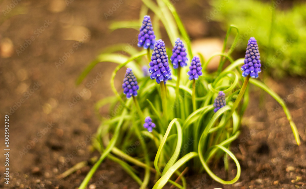 Primrose. Serpent bow. Muscari flowers in spring against the background of green leaves and earth .Blurred background Primrose. Serpent bow. Muscari flowers in spring against the background of green leaves and earth .Blurred background