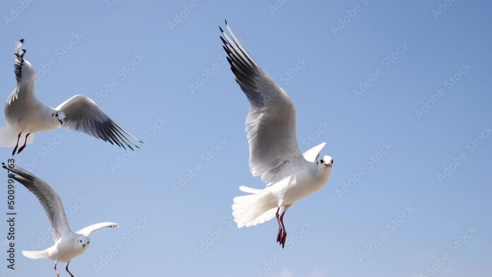 Flying seagulls hunting for food in slow motion, Odaiba, Tokyo. High quality FullHD footage. Flying seagulls hunting for food in slow motion, Odaiba, Tokyo. High quality FullHD footage.