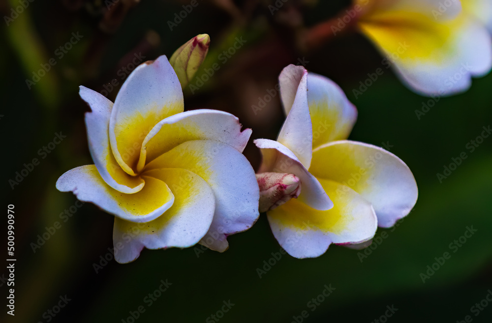 Frangipani flower with buds in garden Frangipani flower with buds in garden