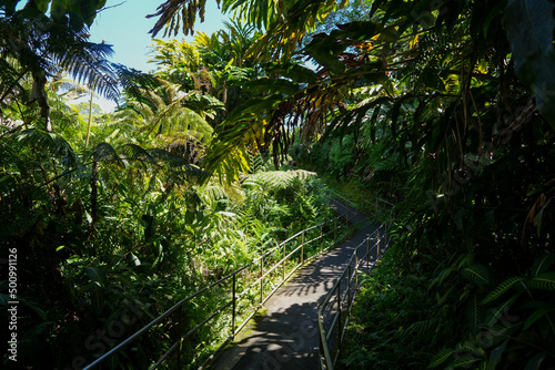 Pathway in the Akaka Falls State Park on the Big Island of Hawaii  United States