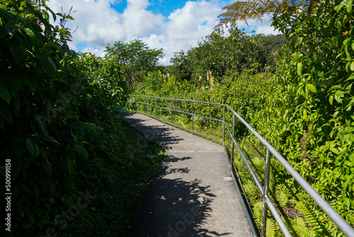Pathway in the Akaka Falls State Park on the Big Island of Hawaii, United States photo