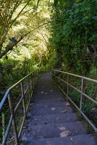 Stairs in the jungle on the trail to Akaka Falls the Big Island of Hawaii, United States photo