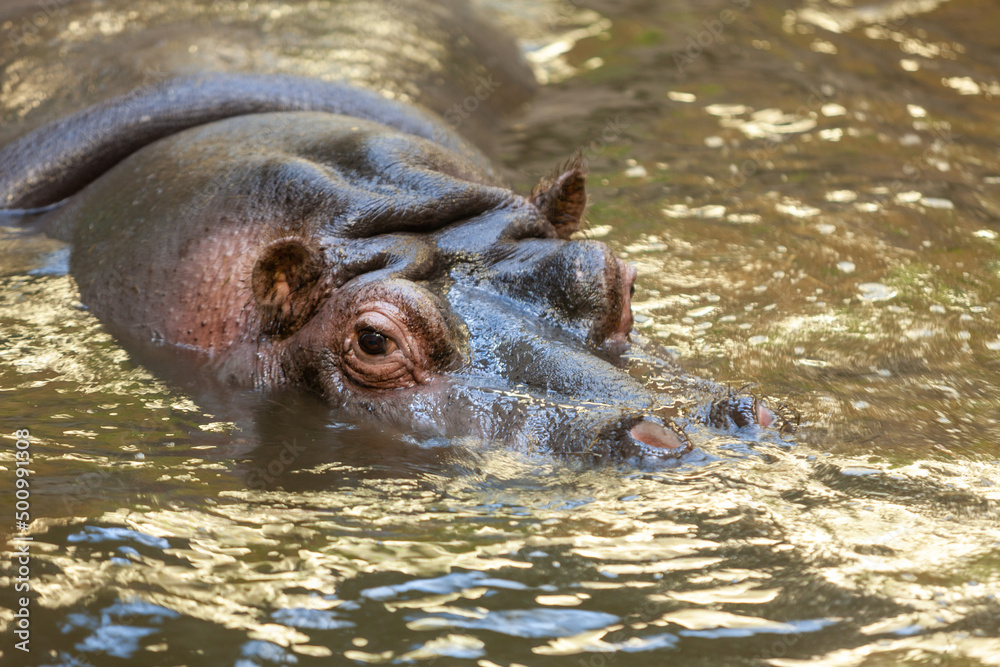 Fototapeta premium Close up portrait of big hippopotamus in the water