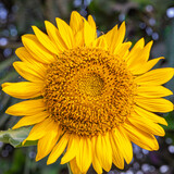 A Closer look of Sunflower