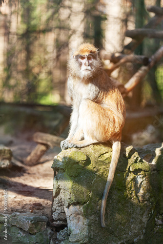 Photography Portrait of the patas monkey sitting on the stone outdoors in Riga Zoo