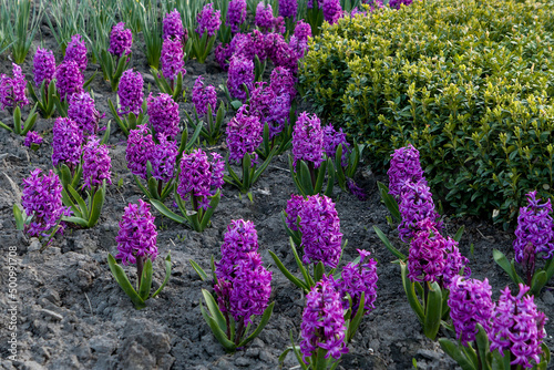 purple hyacinth in a spring flower bed