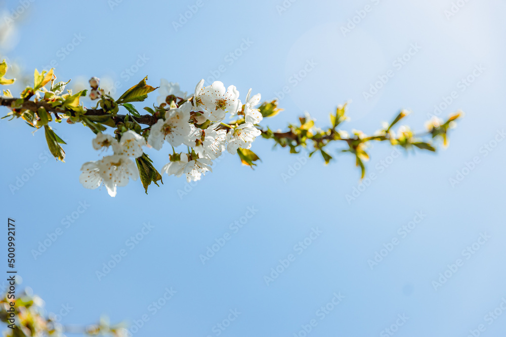 branch of beautiful old apple tree blooms in autumn on a background of blue sky on a sunny day branch of beautiful old apple tree blooms in autumn on a background of blue sky on a sunny day