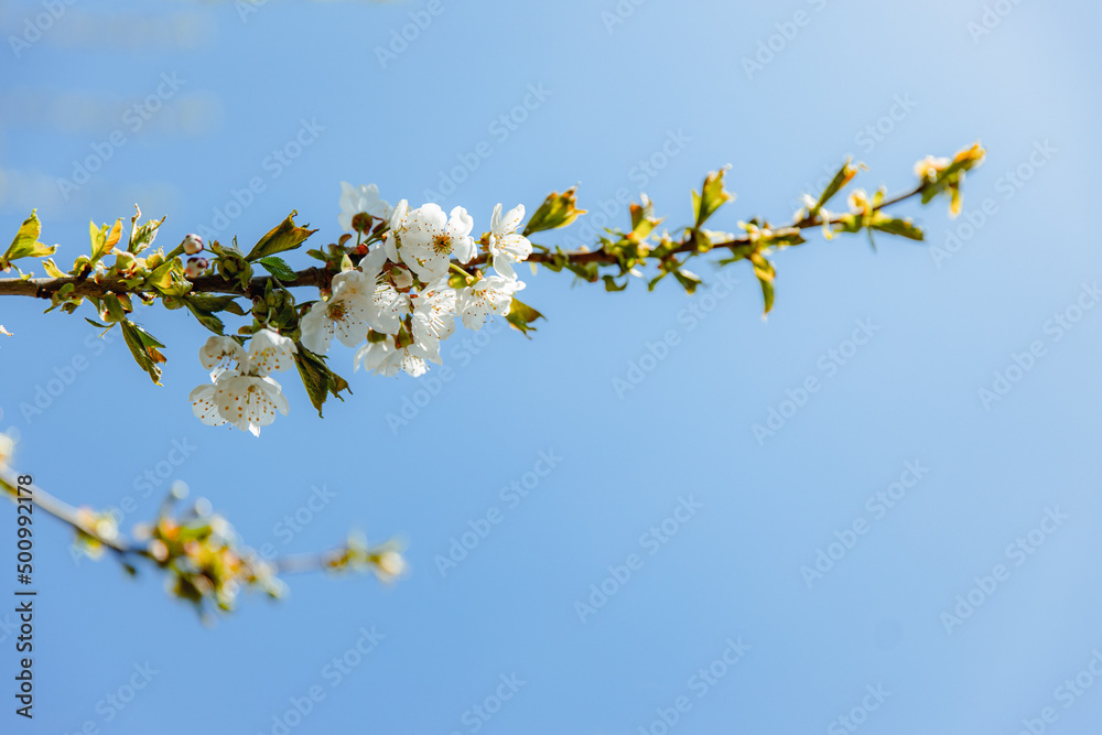 Apple tree blooms in April