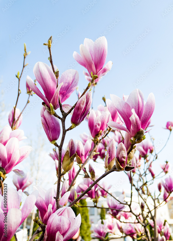 Obraz premium pink magnolia flowers against blue sky