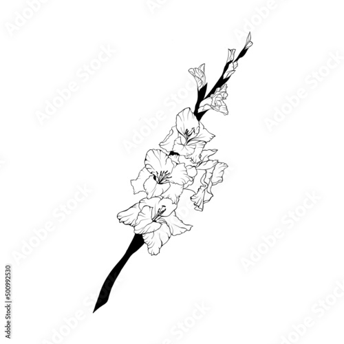 Hand drawn line art gladiolus flower photo