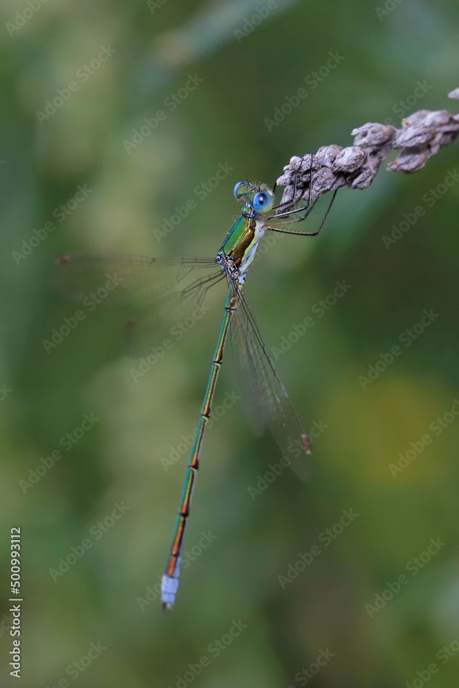 Dragonfly (Emerald dragonfly, Lestes dryas) has a small size, thin elongated Metallic shiny body. At rest, he keeps his wings open. Dragonfly (Emerald dragonfly, Lestes dryas) has a small size, thin elongated Metallic shiny body. At rest, he keeps his wings open.