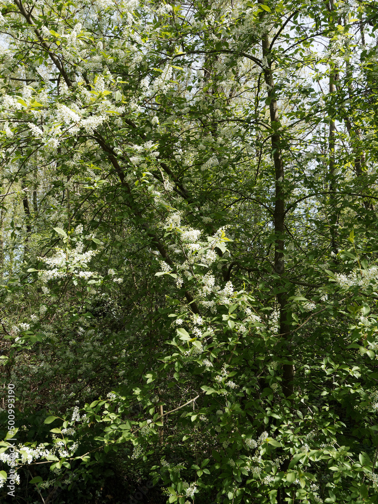 Prunus padus | Small ornamental European Bird cherry multi-stem tree. Dull grey-brown branches and twigs covered with white flowers in racemes and dark green oval leaves with serrated edge
