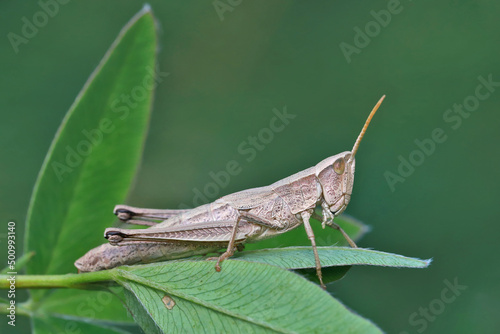 The grasshopper (locust filly) is sitting on the green grass, always ready to jump. Locusts have short whiskers. These insects are short-winged, so they are not able to fly. 