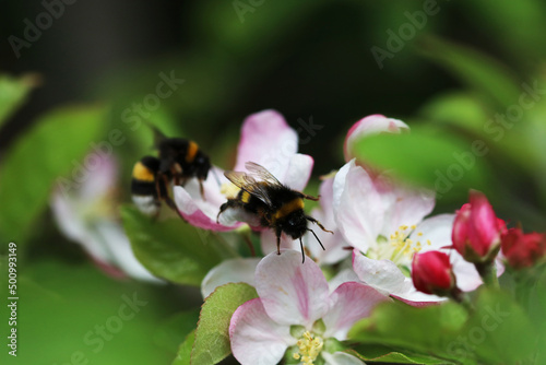 Two bumblebees eating on a flower of an apple tree