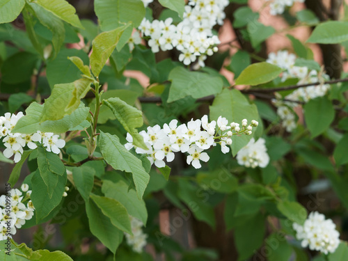 Prunus padus - Close-up on pendulous and spreading white flowers in racemes of European Bird cherry tree or mayday tree and dark green oval leaves on grey-brown twigs