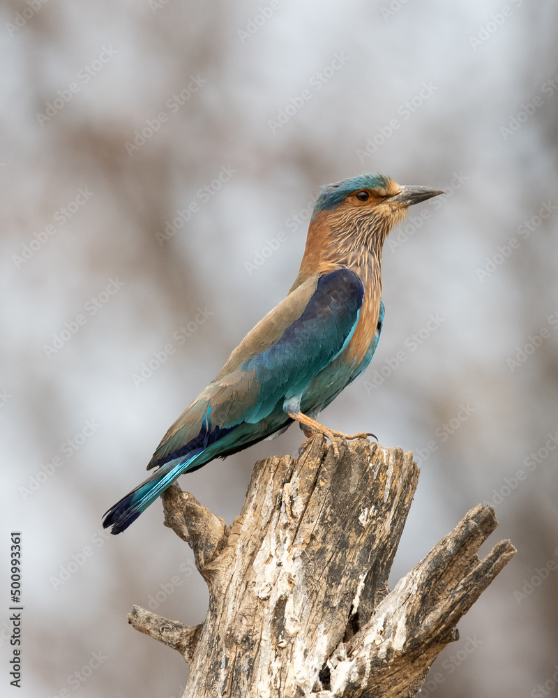 Obraz premium Indian Roller sitting on a tree with the nice soft background