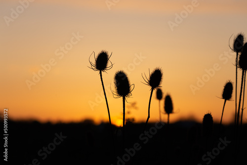 Teasels at Dusk
