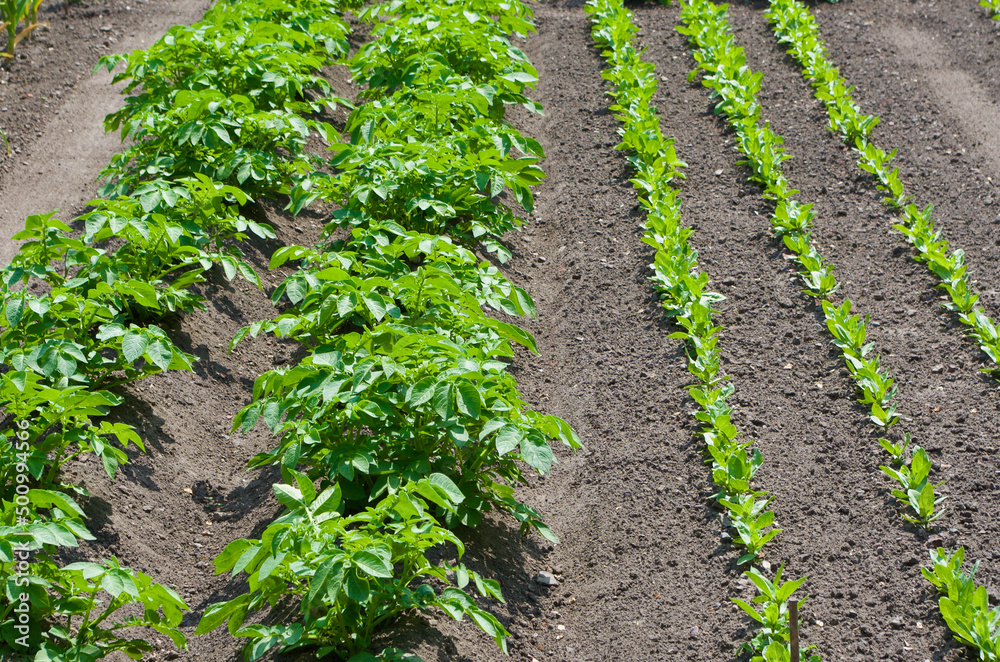 Vegetable garden with rows of potato plants and other growing vegetables.