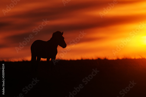 Przewalski s horse  Equus ferus przewalskii    also called the takhi  Mongolian wild horse or Dzungarian horse  with a dramatic sunset and black silhouette