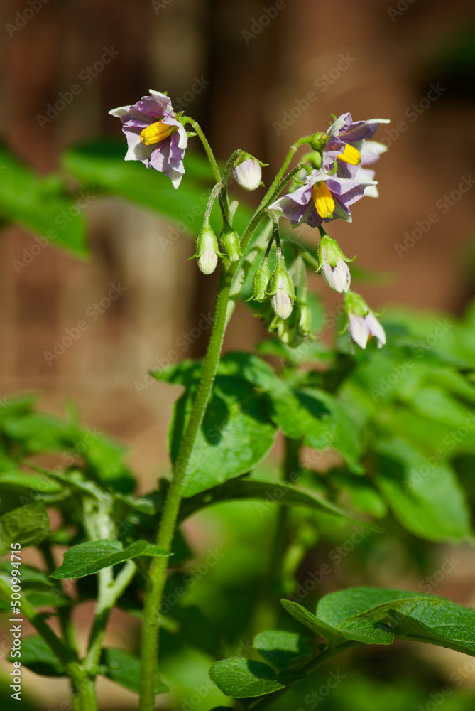 Fototapeta premium Flowering potato plant in vegetable garden in summer.