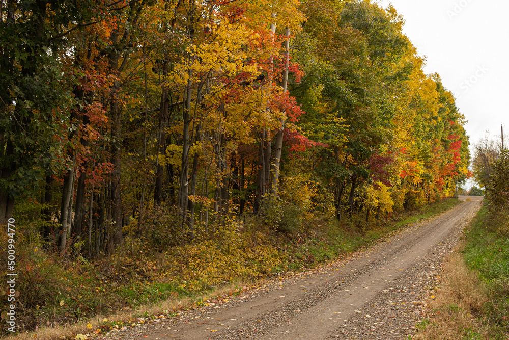 Gravel Country Road on the Edge of an Autumn Forest | Amish Country, Ohio