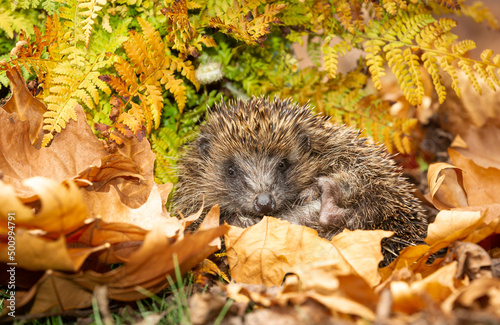 Hedgehog in hibernation  Scientific name  Erinaceus Europaeus  wild  free roaming hedgehog  taken from within a wildlife garden hide to monitor health and population of this declining mammal