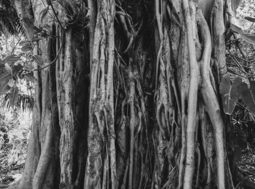 Banyan Tree Trunk