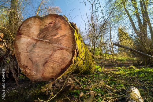 Felled tree in Cumbernauld Glen Wildlife Reserve. Scotland. UK. The ancient woodland of Cumbernauld Glen is a haven for wildlife and also provides an important, relaxing environment for local people.  photo