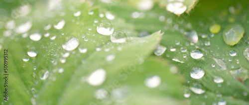 Tela Fresh green leaves, crystal clear dew drops, extreme close-up
